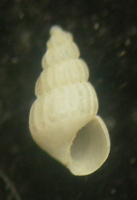 chrysallida